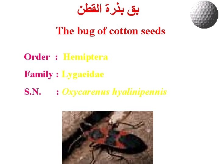  ﺑﻖ ﺑﺬﺭﺓ ﺍﻟﻘﻄﻦ The bug of cotton seeds Order : Hemiptera Family :