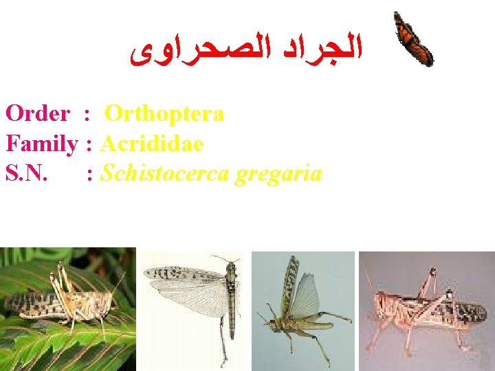  ﺍﻟﺠﺮﺍﺩ ﺍﻟﺼﺤﺮﺍﻭﻯ Order : Orthoptera Family : Acrididae S. N. : Schistocerca gregaria