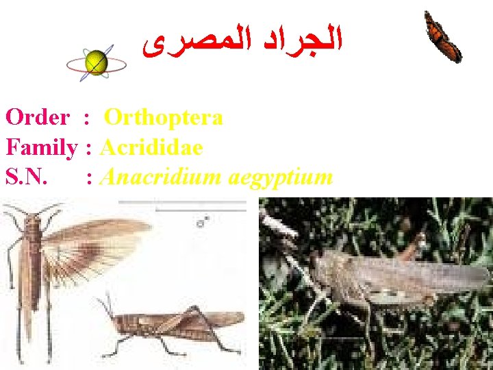  ﺍﻟﺠﺮﺍﺩ ﺍﻟﻤﺼﺮﻯ Order : Orthoptera Family : Acrididae S. N. : Anacridium aegyptium
