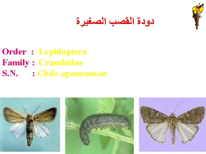  ﺩﻭﺩﺓ ﺍﻟﻘﺼﺐ ﺍﻟﺼﻐﻴﺮﺓ Order : Lepidoptera Family : Crambidae S. N. : Chilo