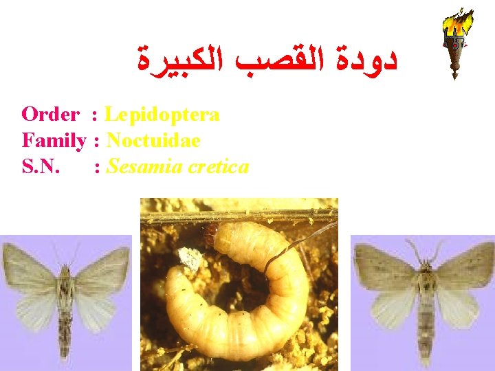  ﺩﻭﺩﺓ ﺍﻟﻘﺼﺐ ﺍﻟﻜﺒﻴﺮﺓ Order : Lepidoptera Family : Noctuidae S. N. : Sesamia
