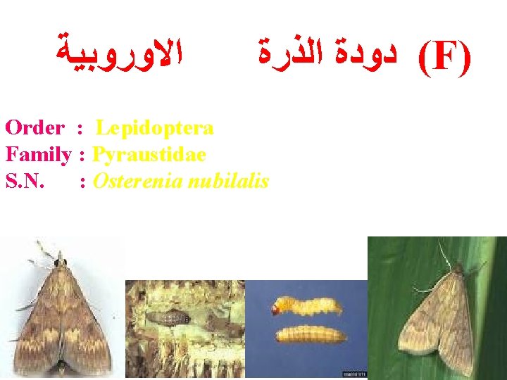  ﺍﻻﻭﺭﻭﺑﻴﺔ ( ﺩﻭﺩﺓ ﺍﻟﺬﺭﺓ F) Order : Lepidoptera Family : Pyraustidae S. N.
