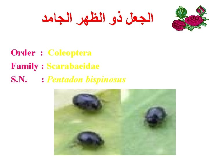  ﺍﻟﺠﻌﻞ ﺫﻭ ﺍﻟﻈﻬﺮ ﺍﻟﺠﺎﻣﺪ Order : Coleoptera Family : Scarabaeidae S. N. :