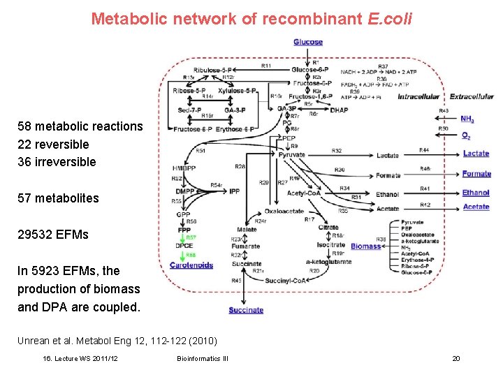 Metabolic network of recombinant E. coli 58 metabolic reactions, 22 reversible 36 irreversible 57