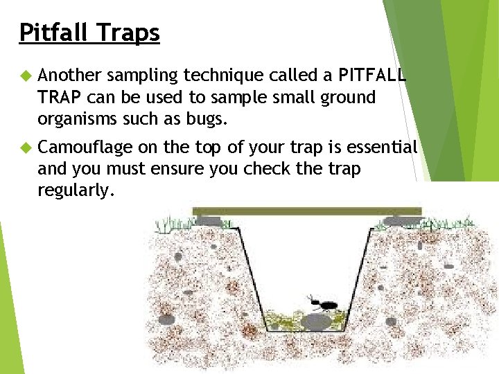 Pitfall Traps Another sampling technique called a PITFALL TRAP can be used to sample