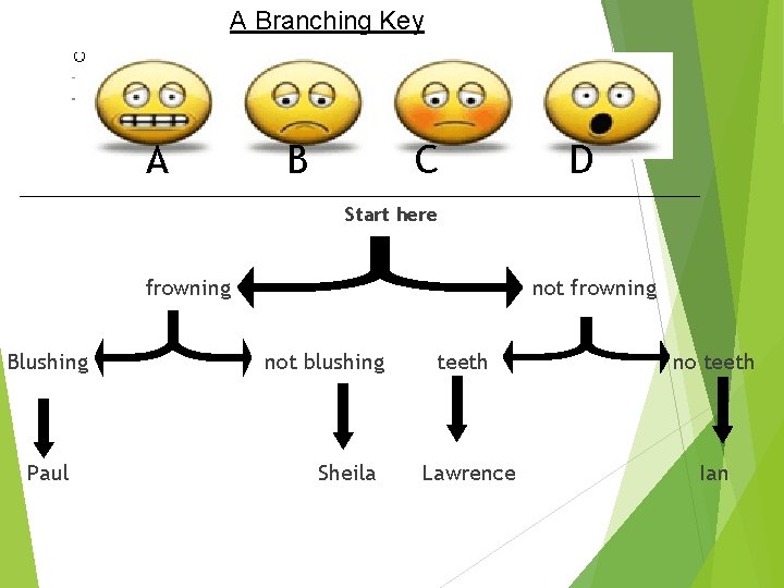 A Branching Key A B C D Start here frowning Blushing Paul not frowning