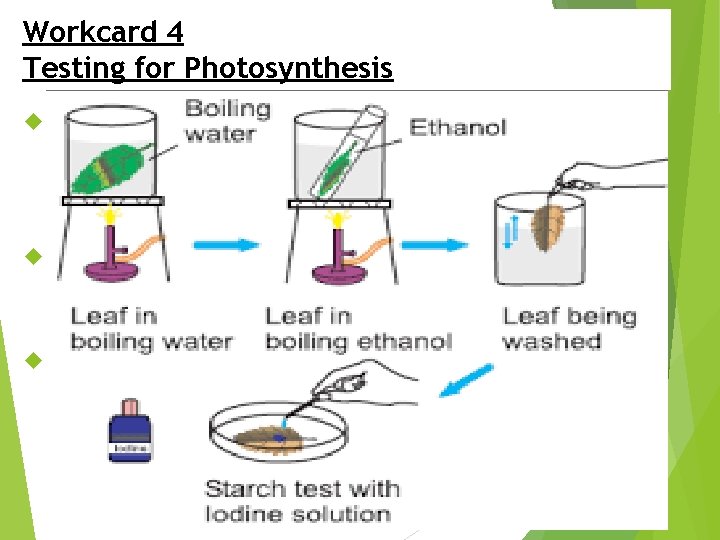 Workcard 4 Testing Photosynthesis Testing for Photosynthesis Without light, chlorophyll and carbon dioxide, green