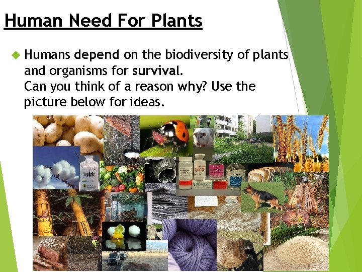 Human Need For Plants Humans depend on the biodiversity of plants and organisms for