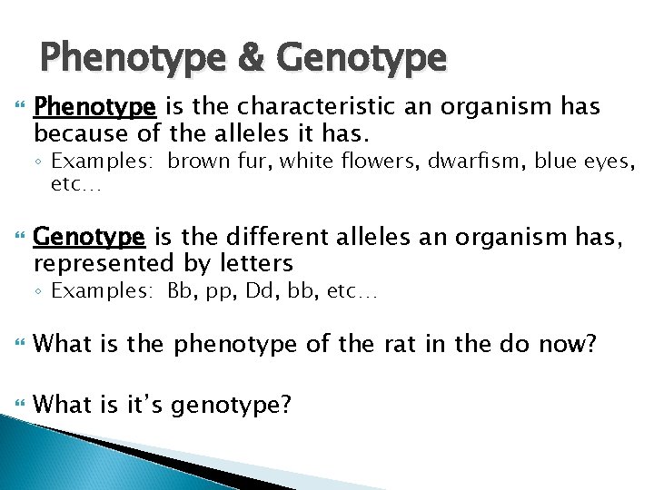 Phenotype & Genotype Phenotype is the characteristic an organism has because of the alleles