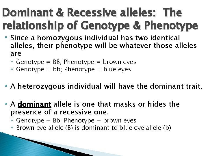 Dominant & Recessive alleles: The relationship of Genotype & Phenotype Since a homozygous individual