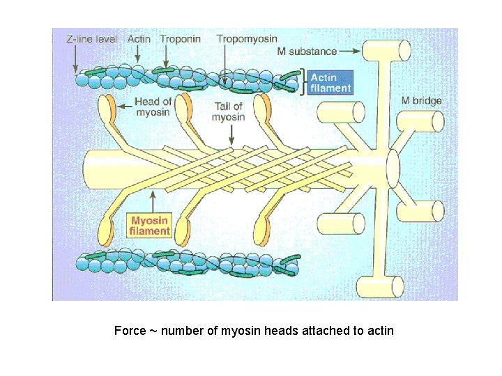 Force ~ number of myosin heads attached to actin 