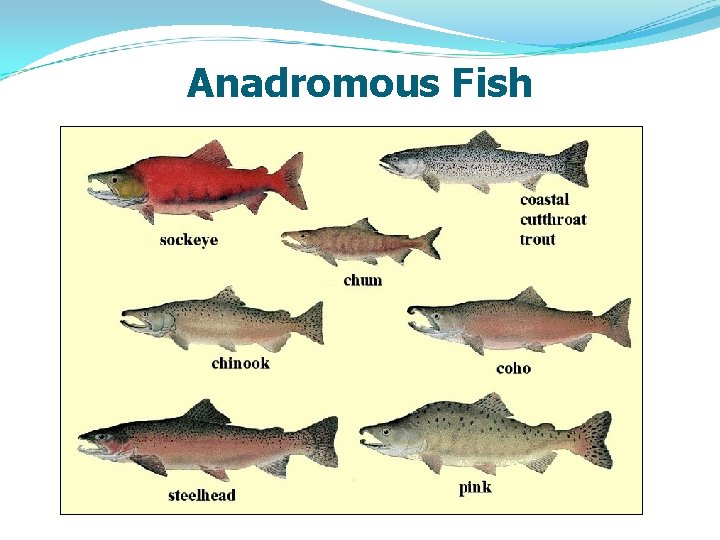 Anadromous Fish 