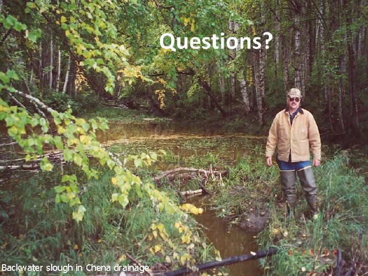 Questions? Backwater slough in Chena drainage 
