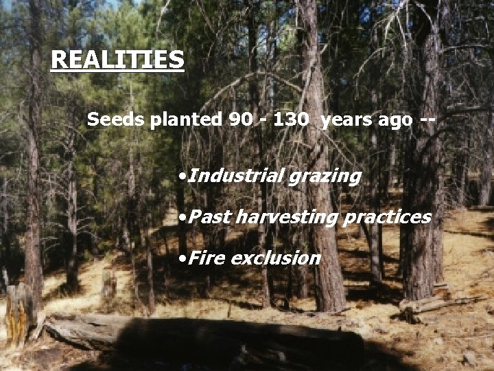 REALITIES Seeds planted 90 - 130 years ago -- • Industrial grazing • Past