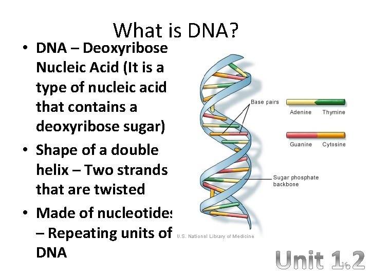What is DNA? • DNA – Deoxyribose Nucleic Acid (It is a type of