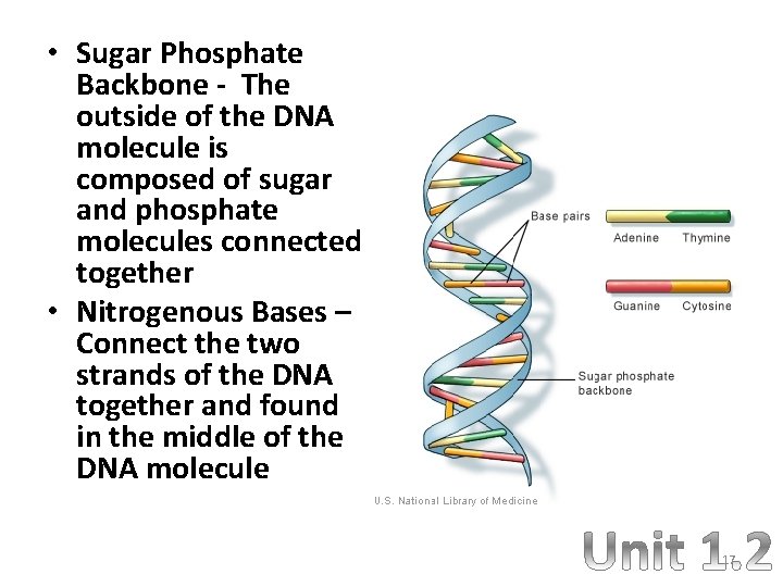  • Sugar Phosphate Backbone - The outside of the DNA molecule is composed