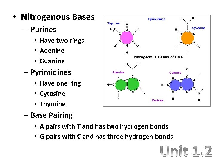  • Nitrogenous Bases – Purines • Have two rings • Adenine • Guanine