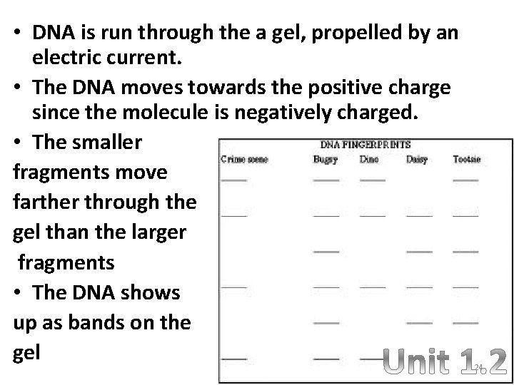  • DNA is run through the a gel, propelled by an electric current.