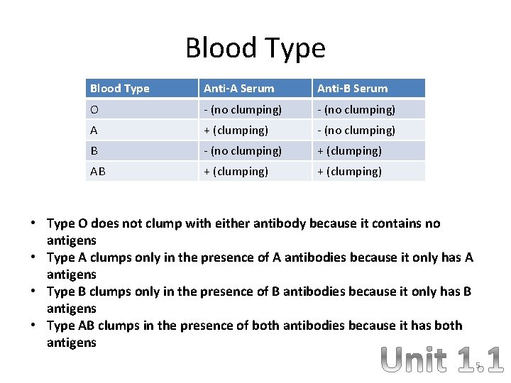 Blood Type Anti-A Serum Anti-B Serum O - (no clumping) A + (clumping) -