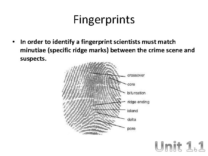 Fingerprints • In order to identify a fingerprint scientists must match minutiae (specific ridge