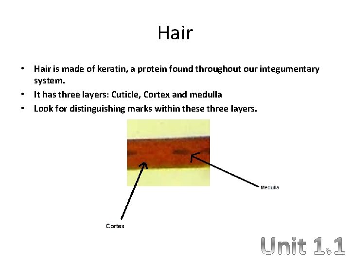 Hair • Hair is made of keratin, a protein found throughout our integumentary system.