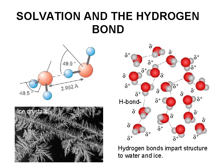SOLVATION AND THE HYDROGEN BOND - - + + + - + - -