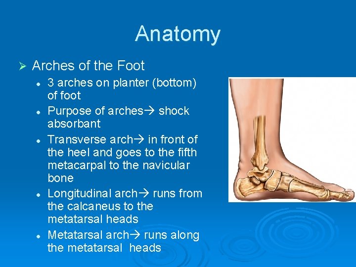 Anatomy Ø Arches of the Foot l l l 3 arches on planter (bottom)