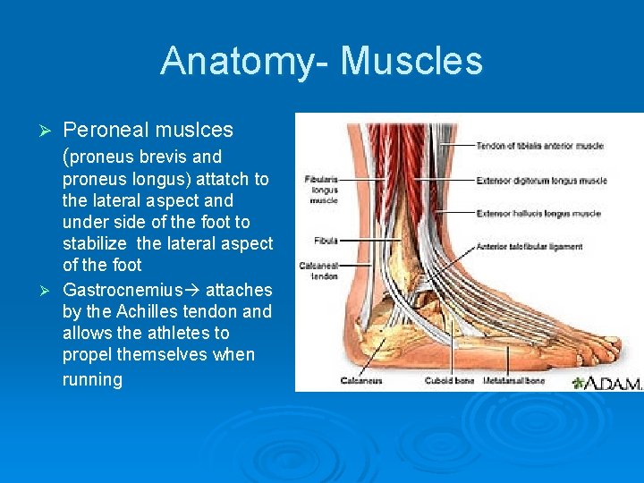 Anatomy- Muscles Ø Peroneal muslces (proneus brevis and proneus longus) attatch to the lateral