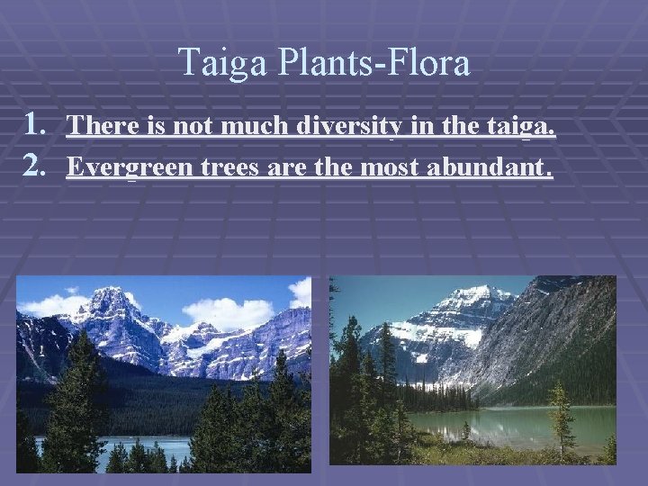 Taiga Plants-Flora 1. There is not much diversity in the taiga. 2. Evergreen trees