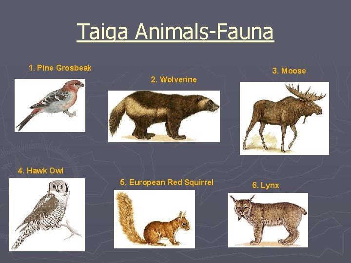 Taiga Animals-Fauna 1. Pine Grosbeak 3. Moose 2. Wolverine ► 4. Hawk Owl 5.