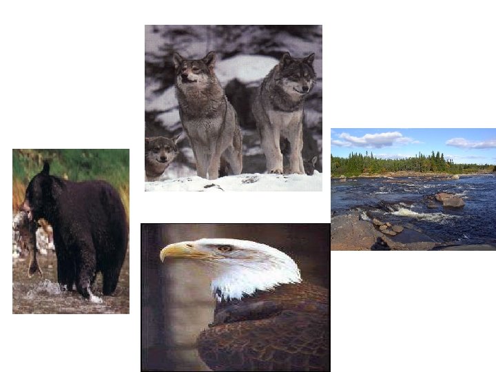 7. Wolves 10. Bear 8. Eagle 9. Red Fox 