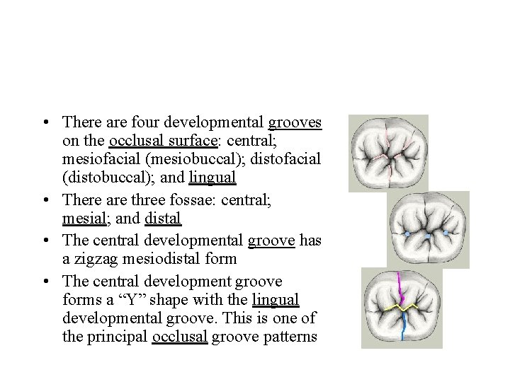  • There are four developmental grooves on the occlusal surface: central; mesiofacial (mesiobuccal);