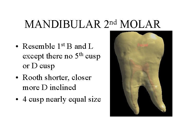 MANDIBULAR • Resemble 1 st B and L except there no 5 th cusp