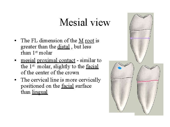 Mesial view • The FL dimension of the M root is greater than the