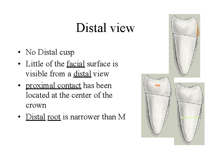 Distal view • No Distal cusp • Little of the facial surface is visible