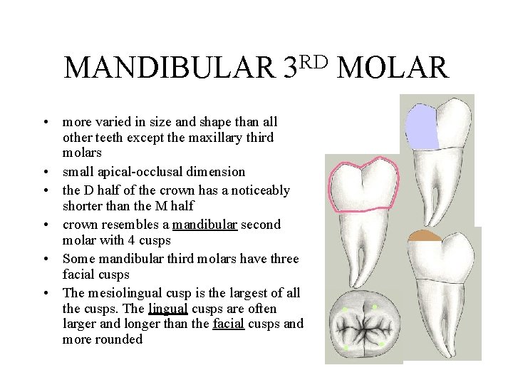 MANDIBULAR RD 3 • more varied in size and shape than all other teeth