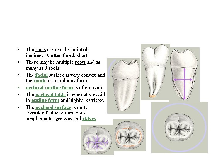  • • • The roots are usually pointed, inclined D, often fused, short