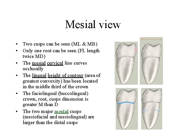Mesial view • Two cusps can be seen (ML & MB) • Only one