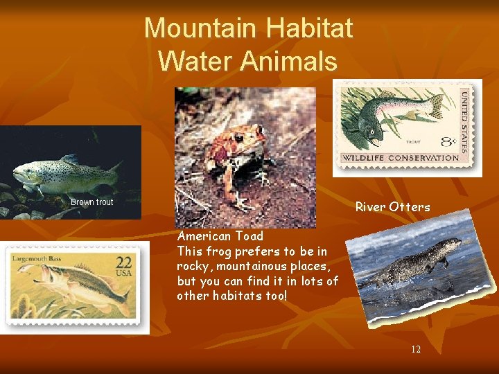 Mountain Habitat Water Animals River Otters Brown trout American Toad This frog prefers to