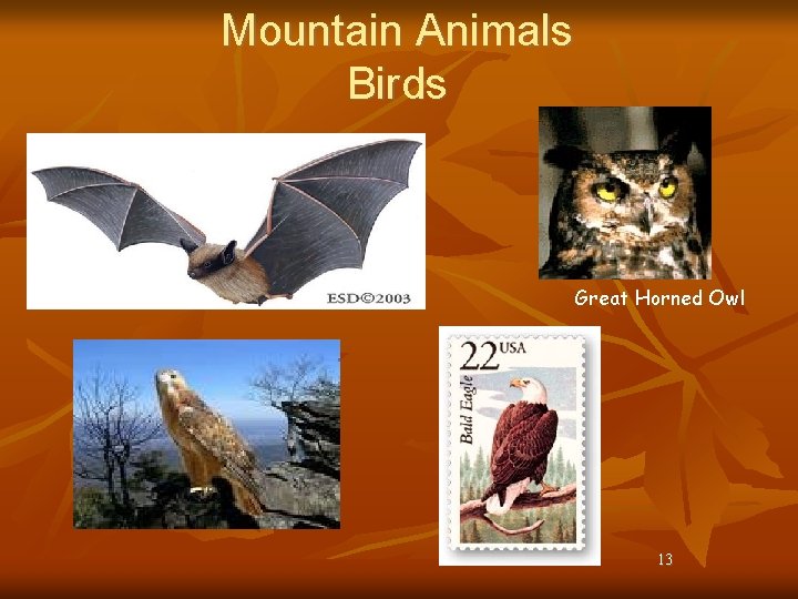 Mountain Animals Birds Great Horned Owl 13 