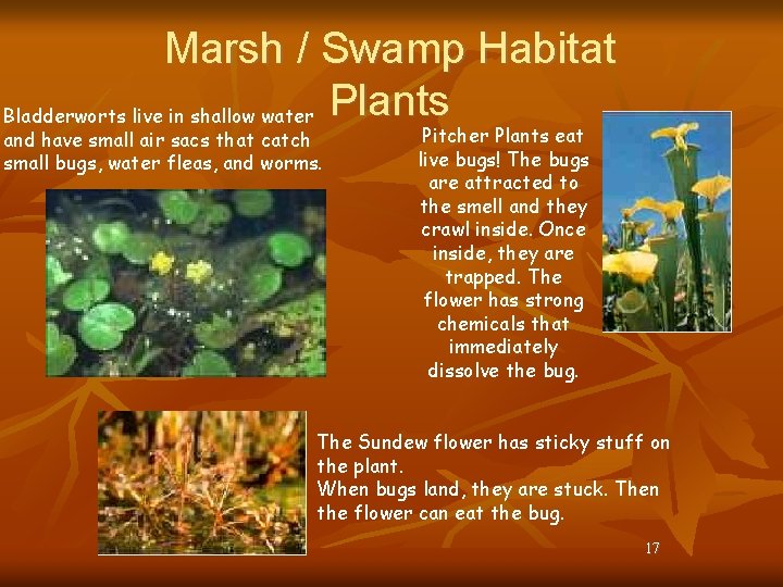 Marsh / Swamp Habitat Bladderworts live in shallow water Plants and have small air