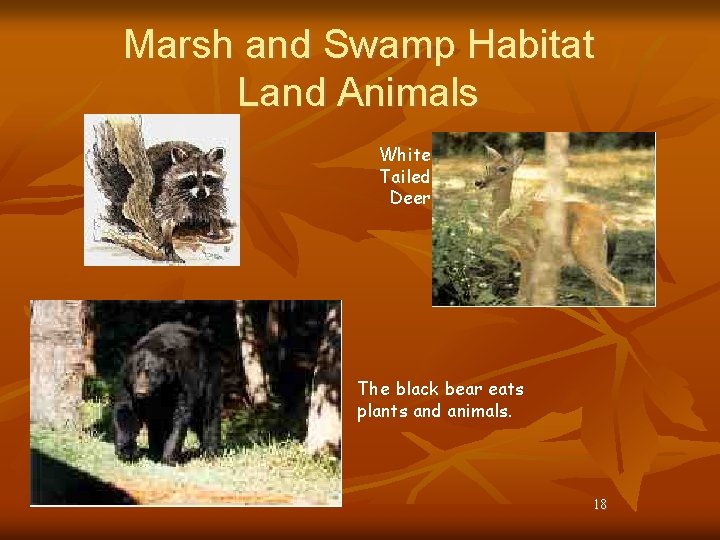 Marsh and Swamp Habitat Land Animals White Tailed Deer The black bear eats plants