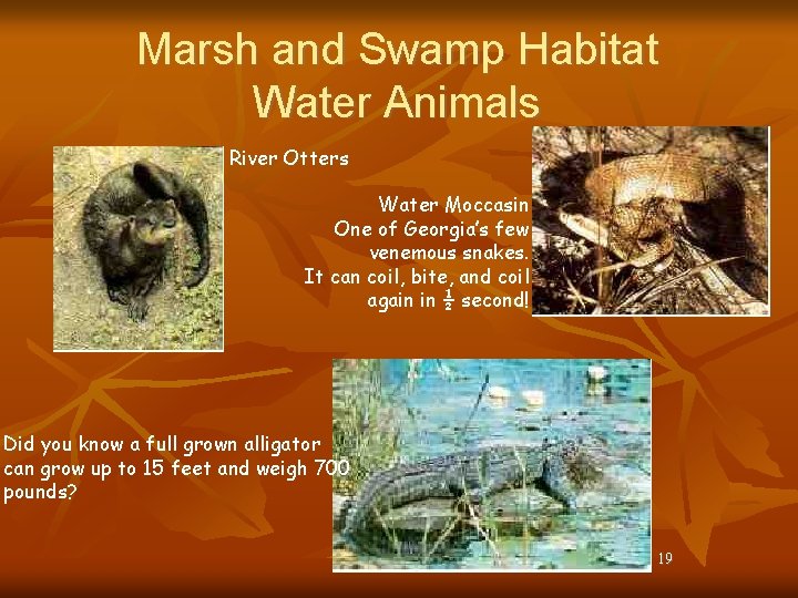 Marsh and Swamp Habitat Water Animals River Otters Water Moccasin One of Georgia’s few