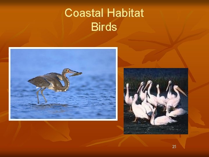 Coastal Habitat Birds 25 