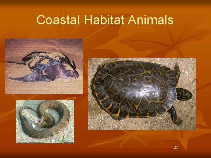 Coastal Habitat Animals 27 