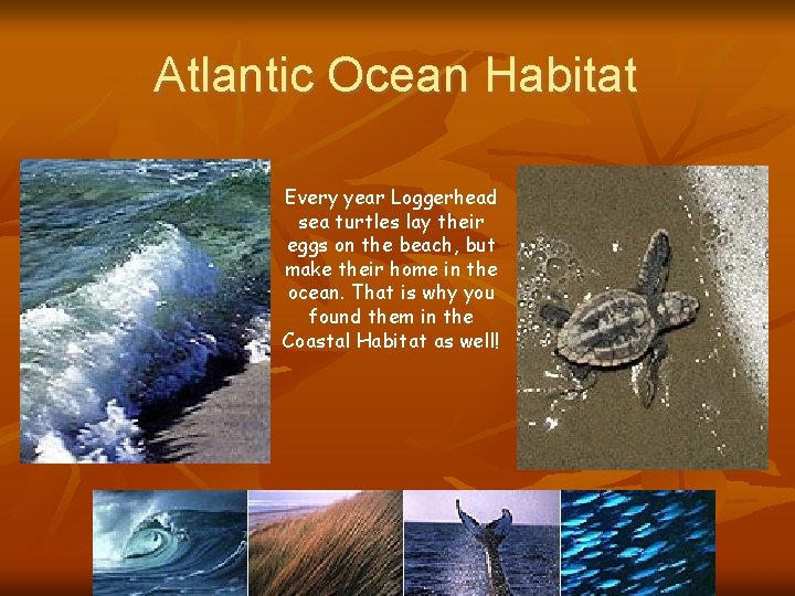 Atlantic Ocean Habitat Every year Loggerhead sea turtles lay their eggs on the beach,