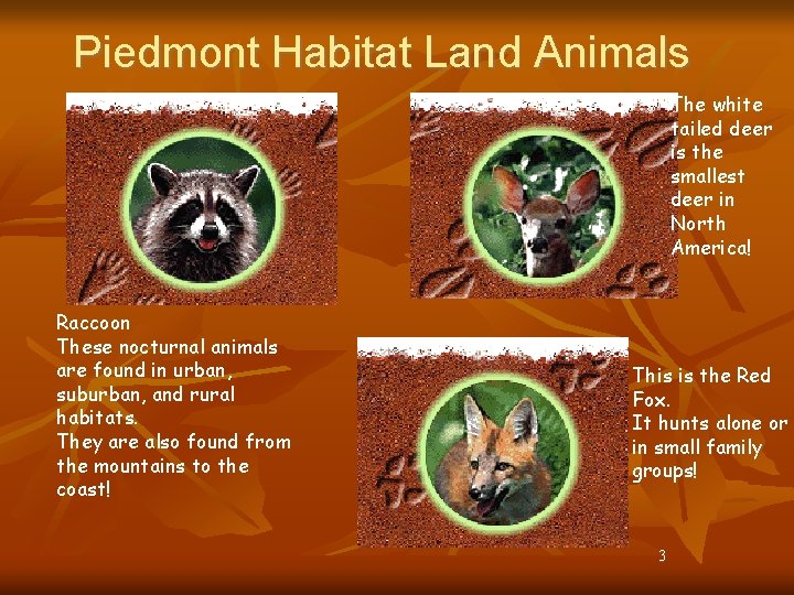 Piedmont Habitat Land Animals The white tailed deer is the smallest deer in North