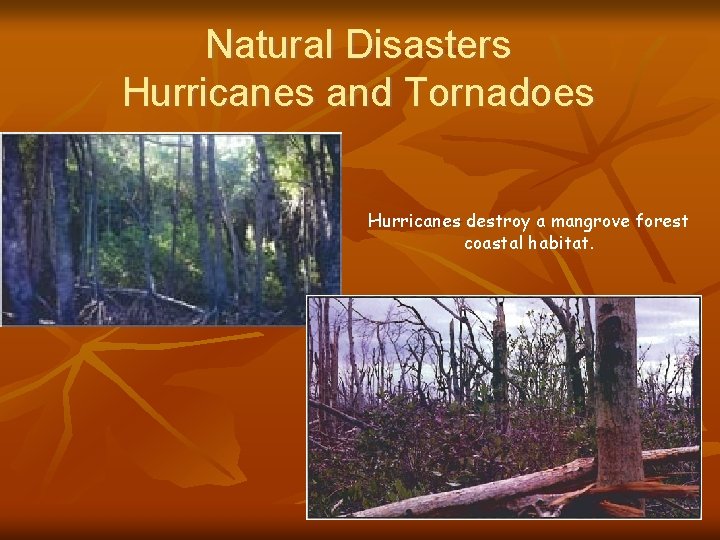 Natural Disasters Hurricanes and Tornadoes Hurricanes destroy a mangrove forest coastal habitat. 38 