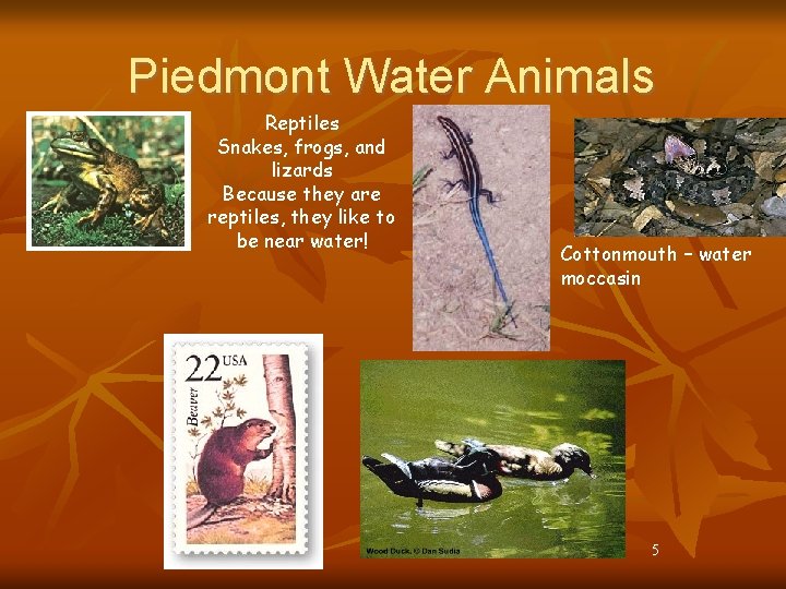Piedmont Water Animals Reptiles Snakes, frogs, and lizards Because they are reptiles, they like