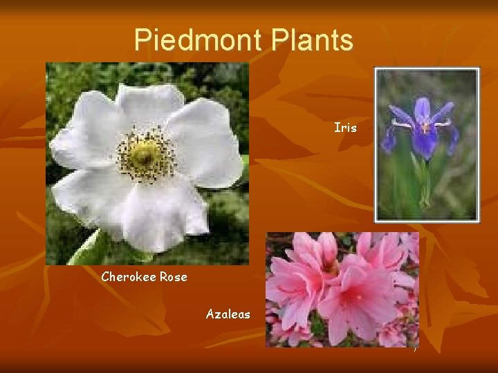 Piedmont Plants Iris Cherokee Rose Azaleas 7 